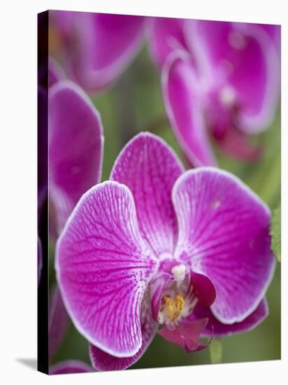 Rare, beautiful orchids bloom in a Florida garden-Dana Hoff-Stretched Canvas