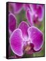 Rare, beautiful orchids bloom in a Florida garden-Dana Hoff-Framed Stretched Canvas
