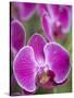 Rare, beautiful orchids bloom in a Florida garden-Dana Hoff-Stretched Canvas