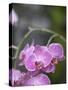 Rare, beautiful orchids bloom in a Florida garden-Dana Hoff-Stretched Canvas