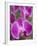 Rare, beautiful orchids bloom in a Florida garden-Dana Hoff-Framed Photographic Print