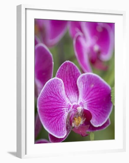 Rare, beautiful orchids bloom in a Florida garden-Dana Hoff-Framed Photographic Print