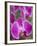 Rare, beautiful orchids bloom in a Florida garden-Dana Hoff-Framed Photographic Print