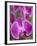 Rare, beautiful orchids bloom in a Florida garden-Dana Hoff-Framed Photographic Print