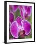 Rare, beautiful orchids bloom in a Florida garden-Dana Hoff-Framed Photographic Print