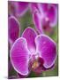 Rare, beautiful orchids bloom in a Florida garden-Dana Hoff-Mounted Photographic Print