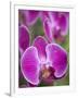 Rare, beautiful orchids bloom in a Florida garden-Dana Hoff-Framed Photographic Print