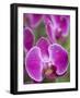 Rare, beautiful orchids bloom in a Florida garden-Dana Hoff-Framed Photographic Print