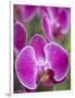 Rare, beautiful orchids bloom in a Florida garden-Dana Hoff-Framed Photographic Print