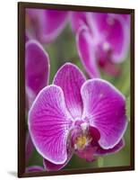 Rare, beautiful orchids bloom in a Florida garden-Dana Hoff-Framed Photographic Print