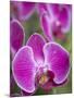 Rare, beautiful orchids bloom in a Florida garden-Dana Hoff-Mounted Photographic Print