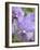 Rare, beautiful orchids bloom in a Florida garden-Dana Hoff-Framed Photographic Print