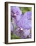 Rare, beautiful orchids bloom in a Florida garden-Dana Hoff-Framed Photographic Print