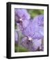 Rare, beautiful orchids bloom in a Florida garden-Dana Hoff-Framed Photographic Print