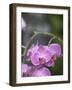 Rare, beautiful orchids bloom in a Florida garden-Dana Hoff-Framed Photographic Print