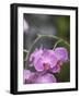 Rare, beautiful orchids bloom in a Florida garden-Dana Hoff-Framed Photographic Print