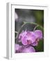 Rare, beautiful orchids bloom in a Florida garden-Dana Hoff-Framed Photographic Print