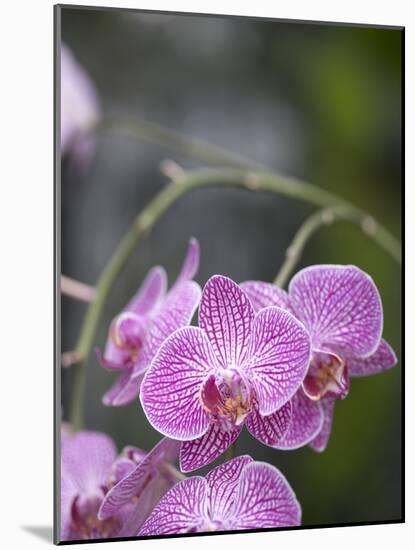 Rare, beautiful orchids bloom in a Florida garden-Dana Hoff-Mounted Photographic Print