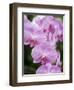 Rare, beautiful orchids bloom in a Florida garden-Dana Hoff-Framed Photographic Print