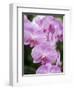 Rare, beautiful orchids bloom in a Florida garden-Dana Hoff-Framed Photographic Print