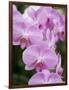 Rare, beautiful orchids bloom in a Florida garden-Dana Hoff-Framed Photographic Print