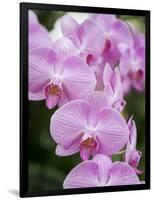 Rare, beautiful orchids bloom in a Florida garden-Dana Hoff-Framed Photographic Print