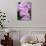 Rare, beautiful orchids bloom in a Florida garden-Dana Hoff-Photographic Print displayed on a wall