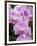 Rare, beautiful orchids bloom in a Florida garden-Dana Hoff-Framed Photographic Print