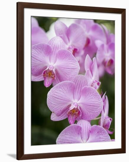 Rare, beautiful orchids bloom in a Florida garden-Dana Hoff-Framed Photographic Print