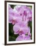 Rare, beautiful orchids bloom in a Florida garden-Dana Hoff-Framed Photographic Print