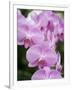 Rare, beautiful orchids bloom in a Florida garden-Dana Hoff-Framed Photographic Print