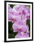 Rare, beautiful orchids bloom in a Florida garden-Dana Hoff-Framed Photographic Print