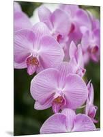 Rare, beautiful orchids bloom in a Florida garden-Dana Hoff-Mounted Photographic Print