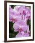 Rare, beautiful orchids bloom in a Florida garden-Dana Hoff-Framed Photographic Print