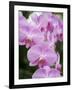 Rare, beautiful orchids bloom in a Florida garden-Dana Hoff-Framed Photographic Print