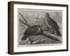 Rare Birds from Navigators' Island, the Didunculus Strigirostris-null-Framed Giclee Print