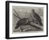 Rare Birds from Navigators' Island, the Didunculus Strigirostris-null-Framed Giclee Print