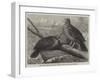 Rare Birds from Navigators' Island, the Didunculus Strigirostris-null-Framed Giclee Print