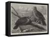 Rare Birds from Navigators' Island, the Didunculus Strigirostris-null-Framed Stretched Canvas