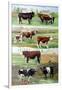 Rare Breed Cattle, 2009-Alex Williams-Framed Giclee Print