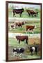 Rare Breed Cattle, 2009-Alex Williams-Framed Giclee Print