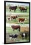 Rare Breed Cattle, 2009-Alex Williams-Framed Giclee Print