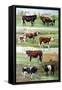 Rare Breed Cattle, 2009-Alex Williams-Framed Stretched Canvas