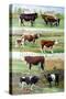 Rare Breed Cattle, 2009-Alex Williams-Stretched Canvas