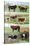 Rare Breed Cattle, 2009-Alex Williams-Stretched Canvas