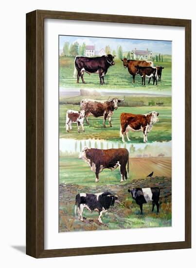 Rare Breed Cattle, 2009-Alex Williams-Framed Giclee Print