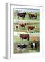 Rare Breed Cattle, 2009-Alex Williams-Framed Giclee Print