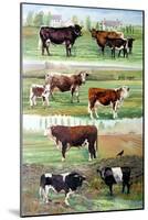 Rare Breed Cattle, 2009-Alex Williams-Mounted Giclee Print