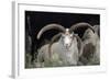 Rare Breed Domestic Churro Sheep, New Mexico-John Cancalosi-Framed Photographic Print