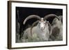 Rare Breed Domestic Churro Sheep, New Mexico-John Cancalosi-Framed Photographic Print